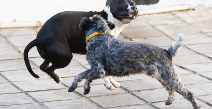 Photo Stop Dogs Jumping Bed