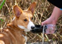 Dog Training Tools: Collars, Harnesses, and Leashes Dog Training Tools: Collars, Harnesses, and Leashes