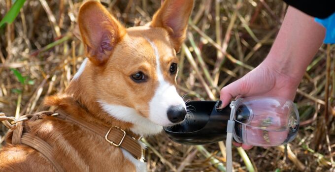 Photo Dog Training Tools