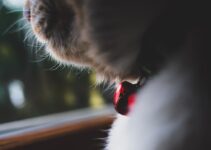 How to Transition Pets to Smart Feeders How to Transition Pets to Smart Feeders