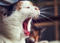 Feline Respiratory Issues: When to Seek Treatment Feline Respiratory Issues: When to Seek Treatment