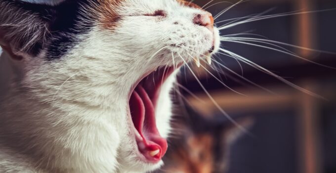Photo Feline Respiratory Issues