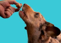 How to Prevent Dogs from Eating Too Fast