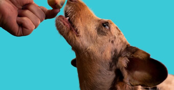 Photo Prevent Dogs from Eating Too Fast