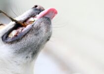 How to Prevent Dogs from Eating Too Fast