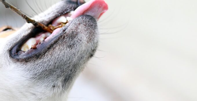 Photo Prevent Dogs from Eating Too Fast