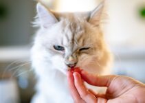 How to Use AI to Recommend Pet Supplements