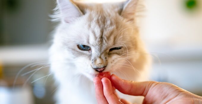 Photo AI, Pet Supplements
