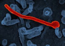 Pet Parasite Prevention: Fleas, Ticks, and Worms Pet Parasite Prevention: Fleas, Ticks, and Worms