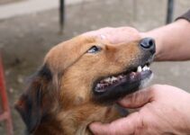 Dog Bite Prevention: Teaching Children Pet Safety