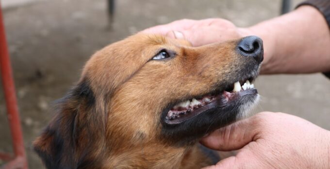 Photo Dog Bite Prevention