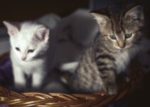 Cat Pregnancy Care: Supporting Expecting Mothers Cat Pregnancy Care: Supporting Expecting Mothers