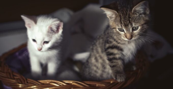 Photo Cat Pregnancy Care
