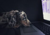 Pet Technology: Helpful Apps and Devices