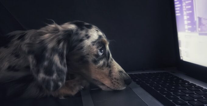 Photo Pet Technology