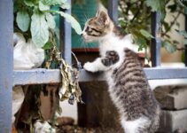 How to Stop Cats from Spraying in the House