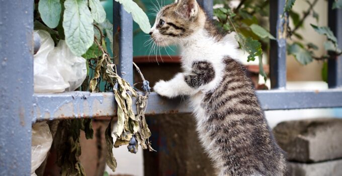 Photo Cats Spraying