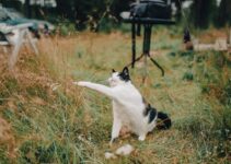 How to Stop Cats from Spraying in the House
