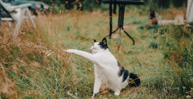 Photo Cats Spraying