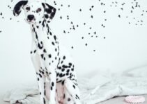 Dog Allergies: Environmental vs Food-Related Causes Dog Allergies: Environmental vs Food-Related Causes