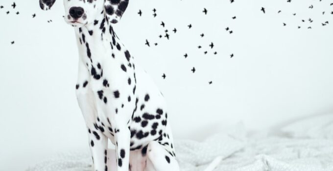 Photo Dog Allergies