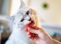 How to Brush Your Cat’s Teeth Properly How to Brush Your Cat’s Teeth Properly