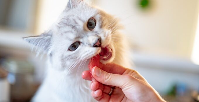 Photo Brush Your Cat’s Teeth