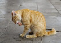 Understanding Cat Spraying vs Urination Problems Understanding Cat Spraying vs Urination Problems
