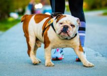How to Use Wearables to Track Pet Fitness How to Use Wearables to Track Pet Fitness