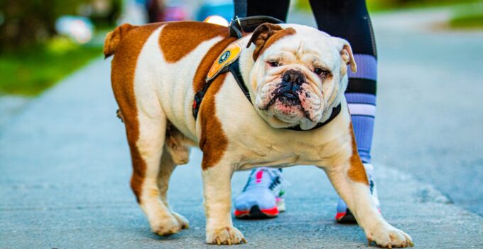 Photo Wearables, Pet Fitness