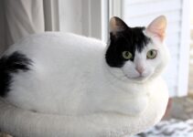 How to Use AI to Help Overweight Pets Lose Weight How to Use AI to Help Overweight Pets Lose Weight
