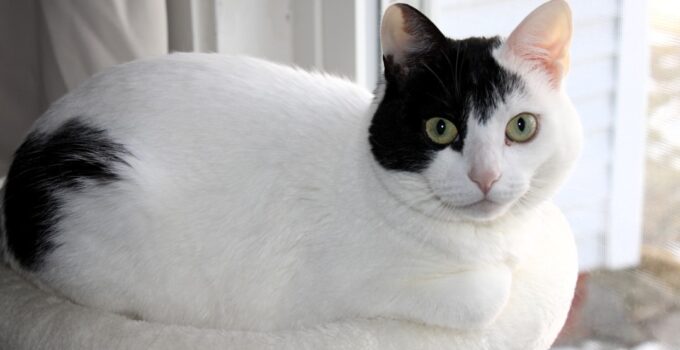 Photo AI for overweight pets