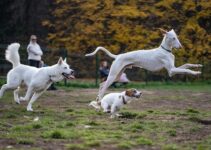 How to Stop Dogs from Jumping on Guests