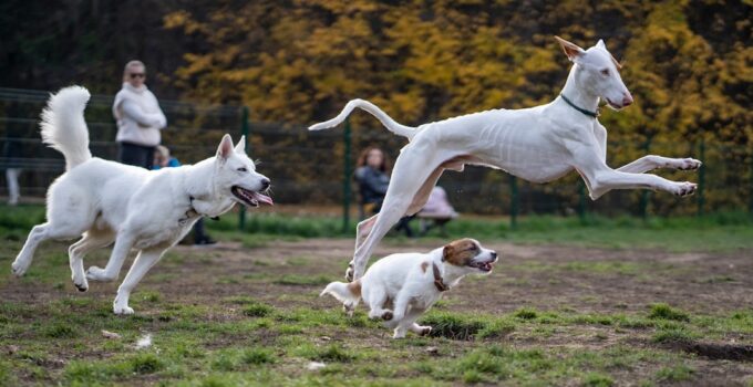 Photo Stop Dogs Jumping
