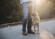 Dog Training for Specific Behaviors: Jumping and Barking