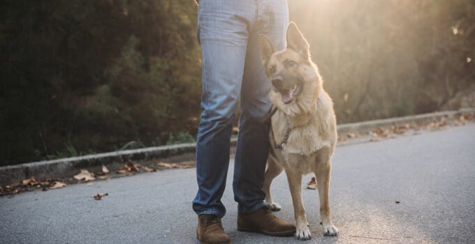 Photo Dog Training