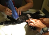 How to Automate Pet Grooming Appointments