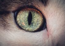 Cat Eye Health: Recognizing Infection and Injury Cat Eye Health: Recognizing Infection and Injury