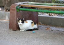 How to Train Cats to Use Smart Litter Boxes How to Train Cats to Use Smart Litter Boxes