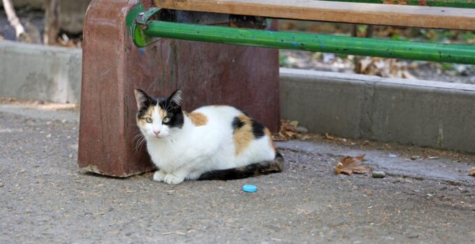 Photo Train Cats to Use Smart Litter Boxes