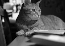 Pet Budget Planning: Cost-Effective Care Strategies Pet Budget Planning: Cost-Effective Care Strategies