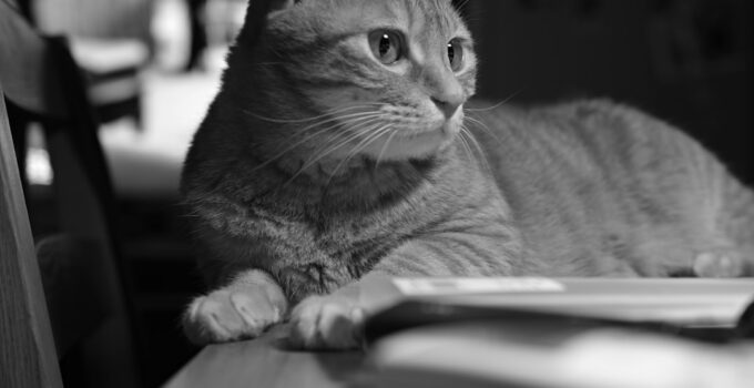 Photo Pet Budget Planning