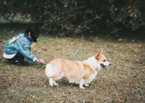 How to Use AI to Analyze Pet Behavior Patterns How to Use AI to Analyze Pet Behavior Patterns