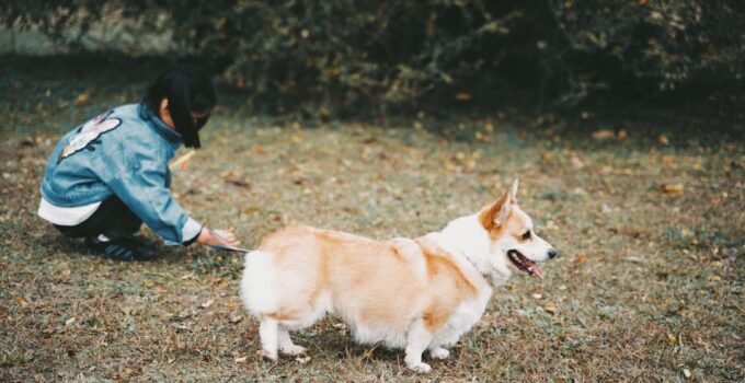 Photo AI, Pet Behavior Patterns