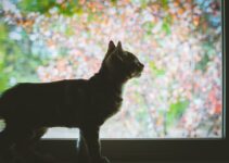 How to Use AI to Analyze Pet Behavior Patterns How to Use AI to Analyze Pet Behavior Patterns