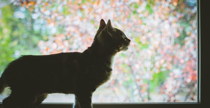 Photo AI, Pet Behavior Patterns