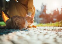 How to Use AI to Analyze Pet Behavior Patterns How to Use AI to Analyze Pet Behavior Patterns