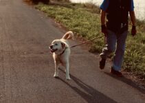 How to Use AI to Track Dog Walking Routes