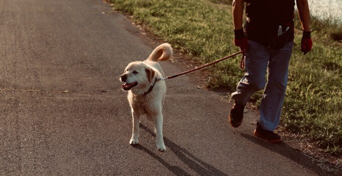 Photo AI, Track, Dog Walking Routes