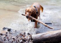 How to Travel with Pets Using AI Travel Planners How to Travel with Pets Using AI Travel Planners